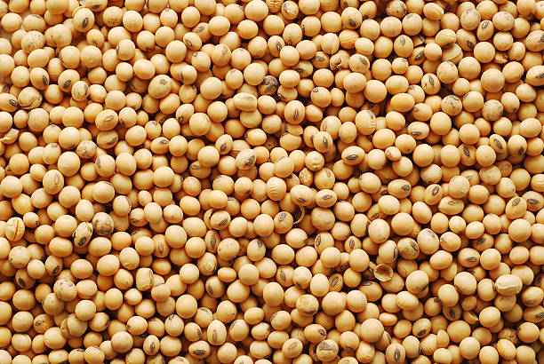 Non-GMO Soy Beans